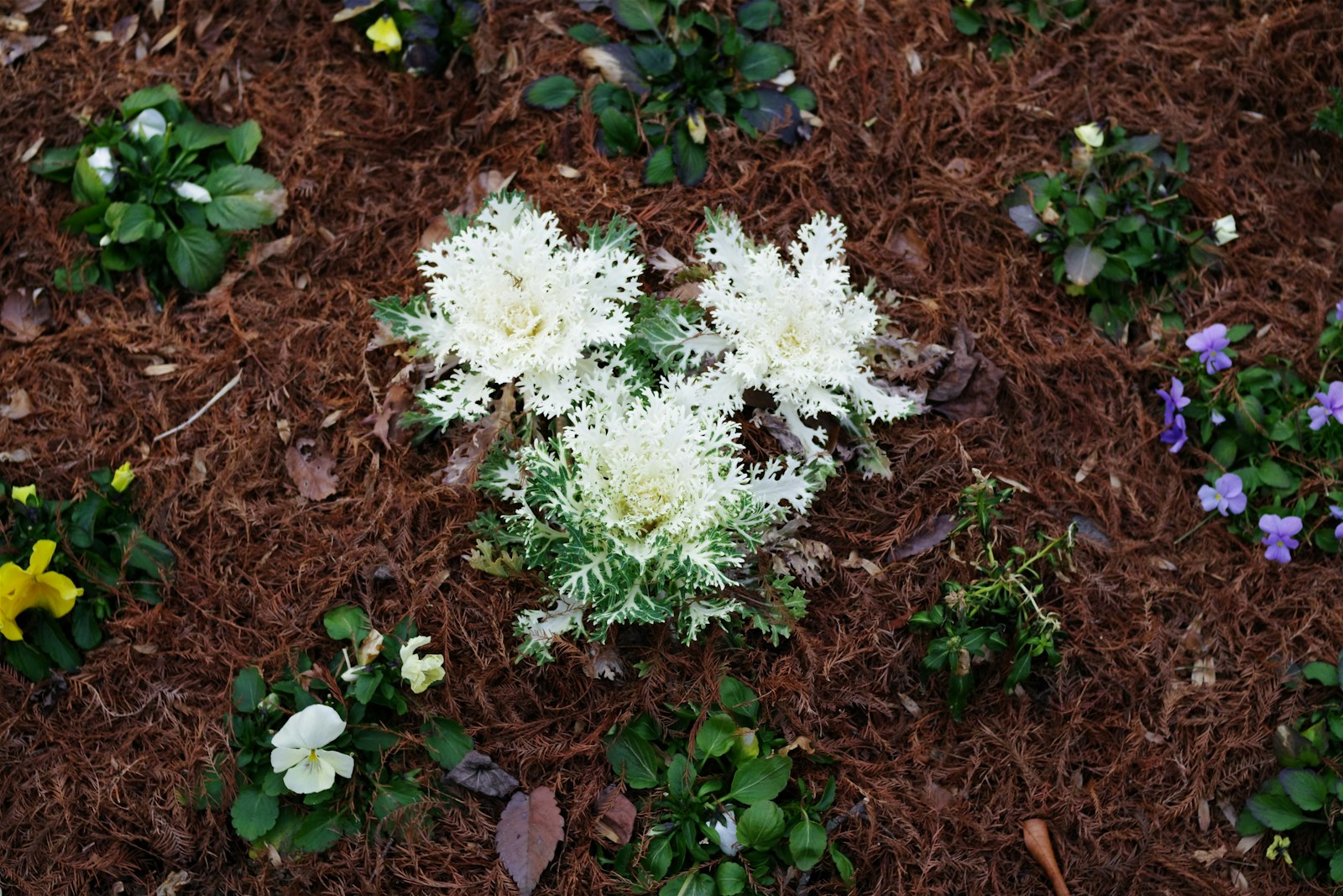 Fresh hardwood mulch around perennials in a clean-edged front bed