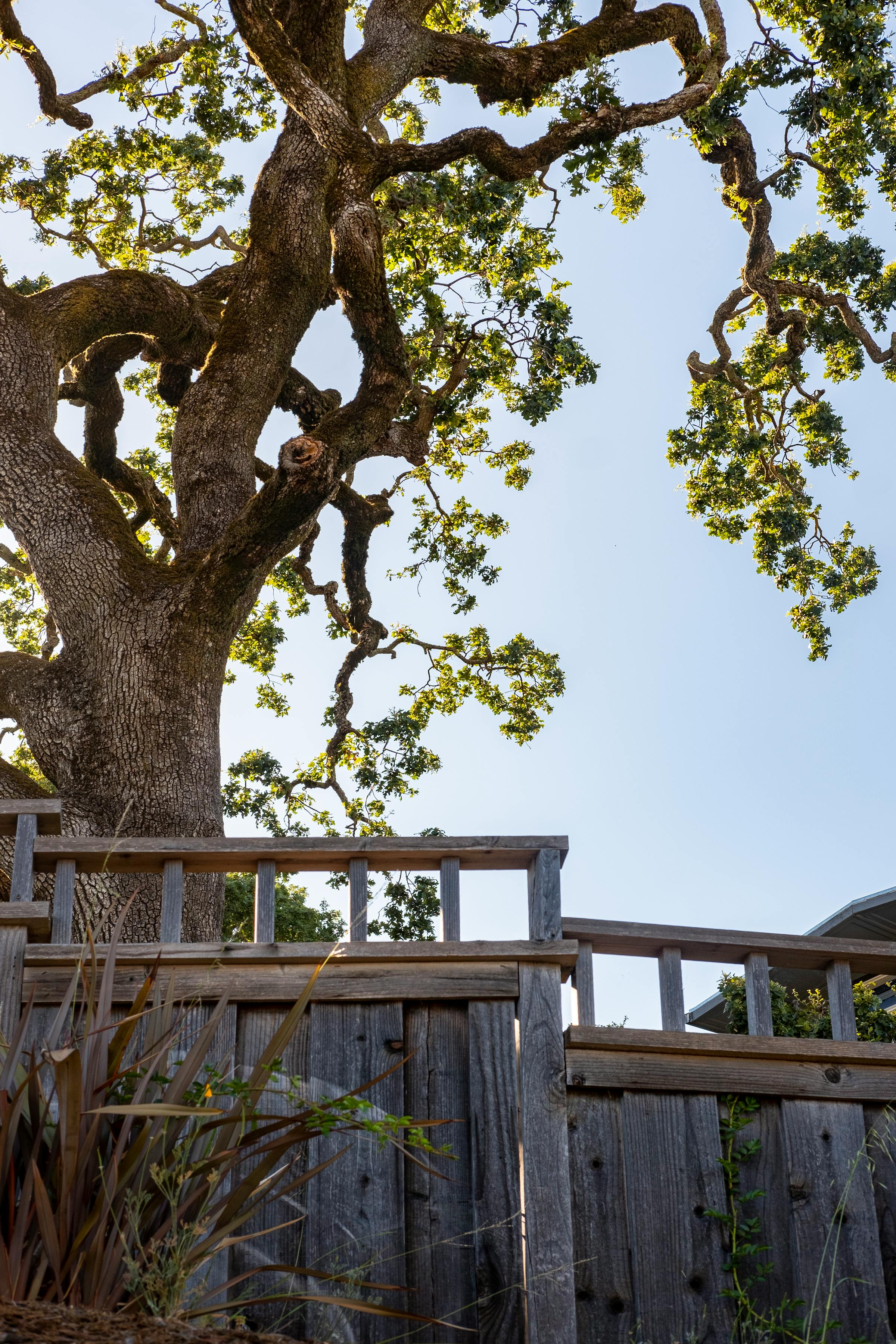 Mature oak shading a wood fence line behind a Middle Tennessee home