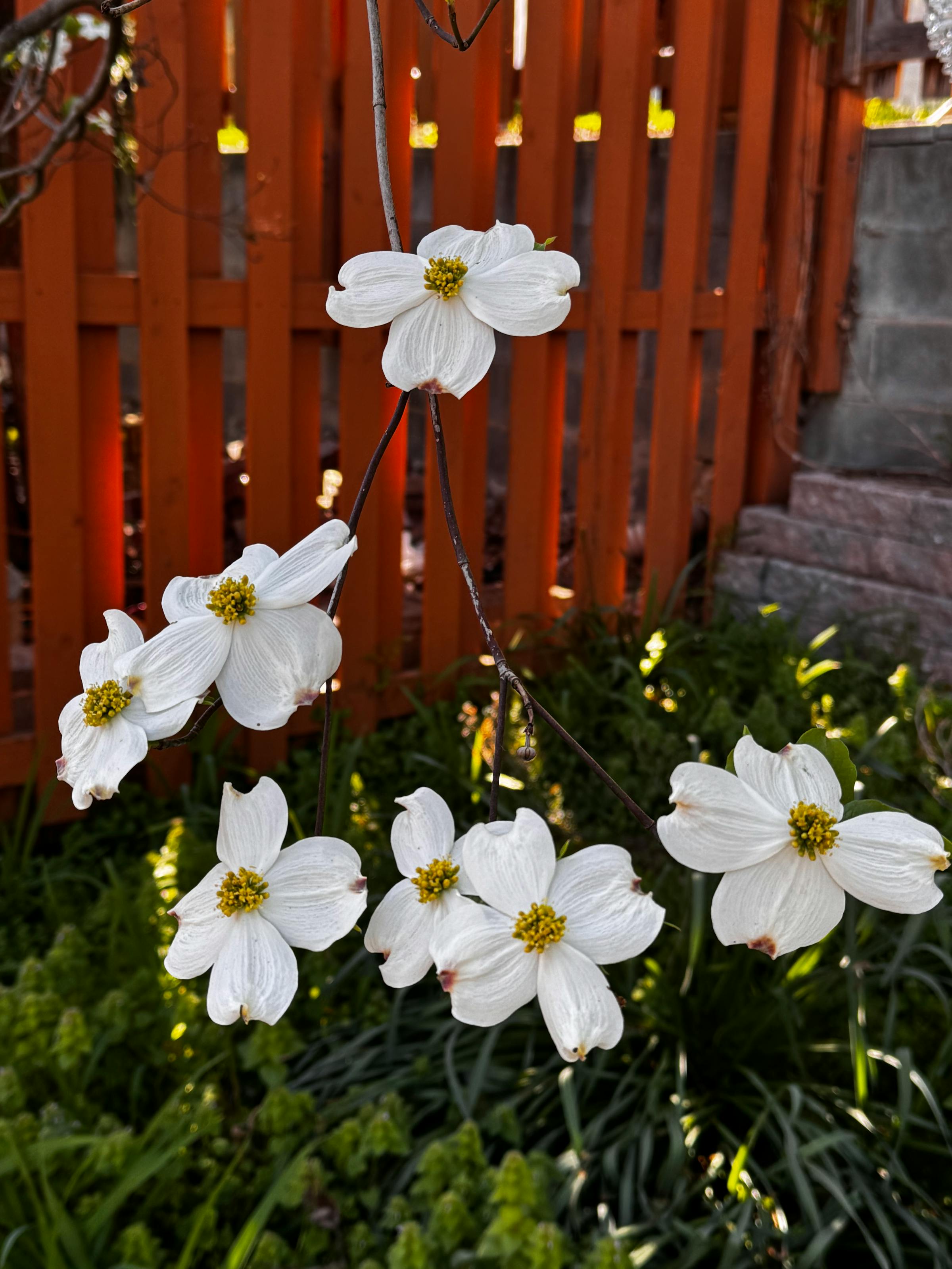 Native white dogwood in full spring bloom along a Murfreesboro yard edge